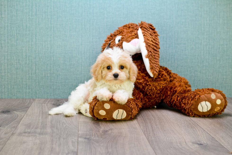 Energetic Cavalier Designer Puppy