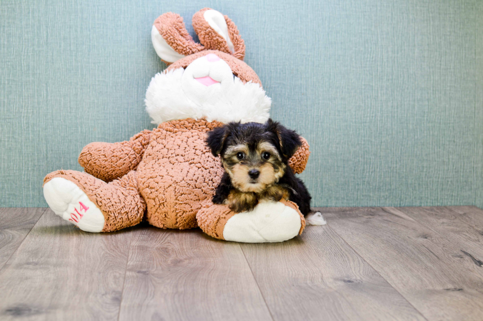Happy Morkie Baby
