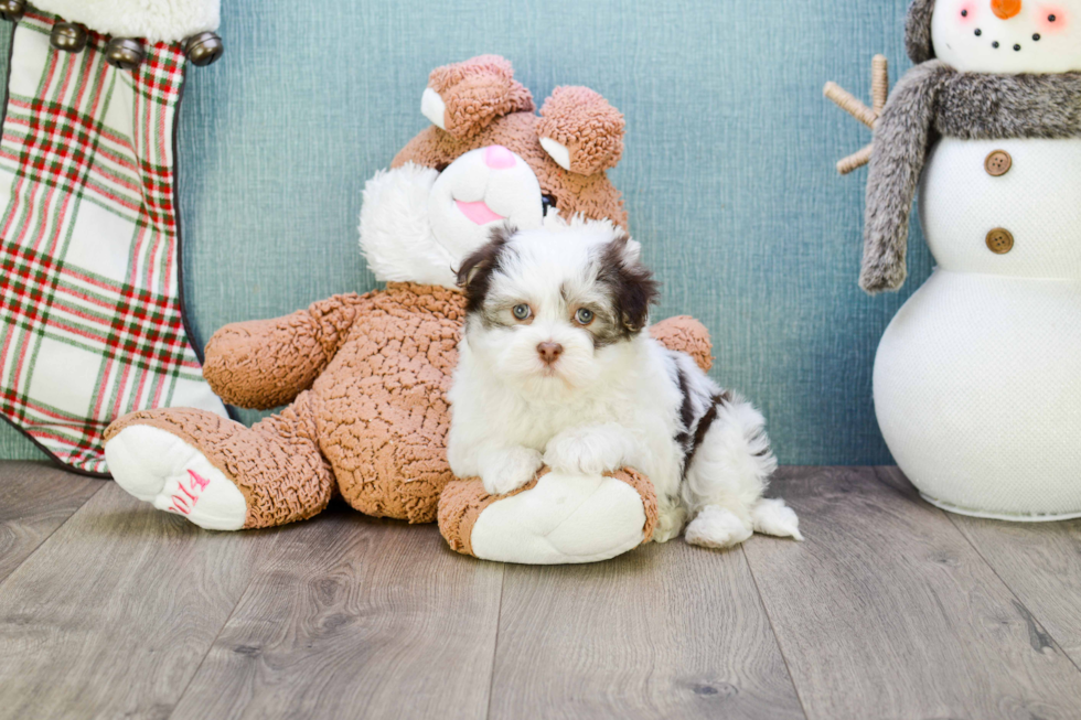 Playful Havanese Baby