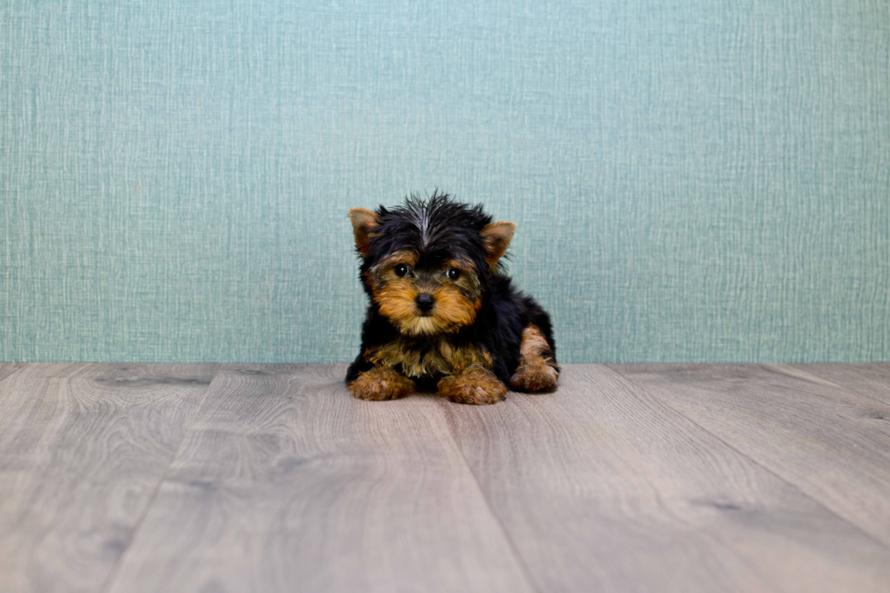 Meet Giselle - our Yorkshire Terrier Puppy Photo 