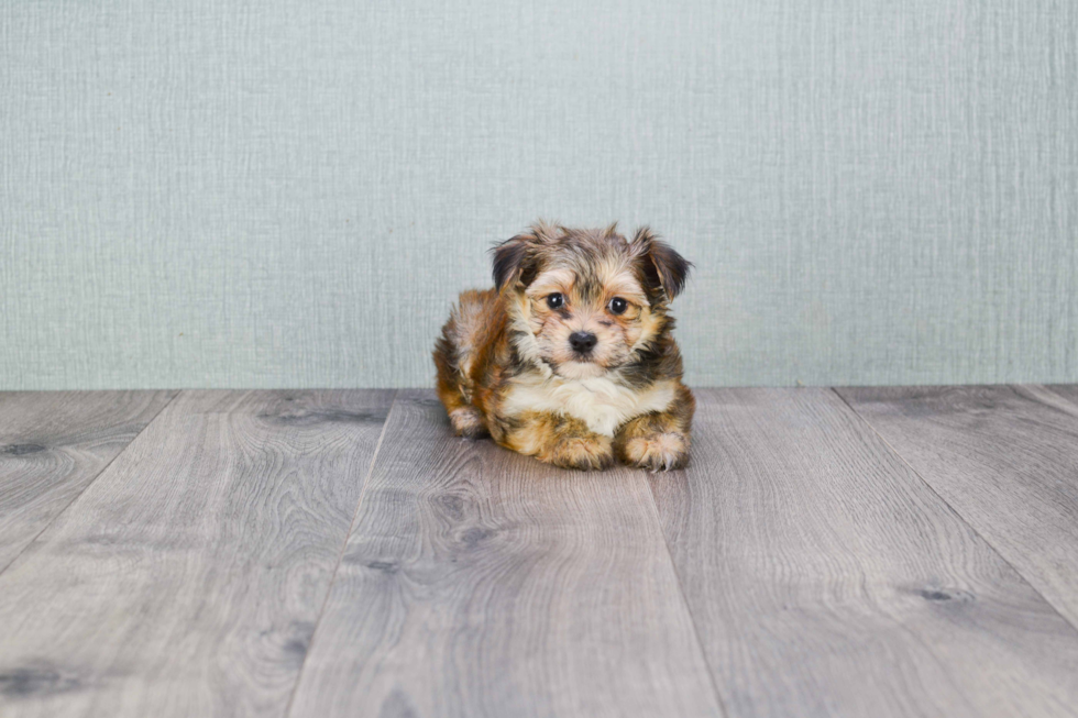 Best Morkie Baby