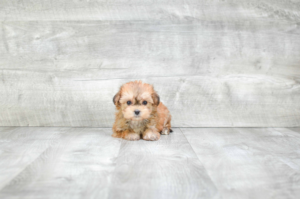 Funny Morkie Designer Pup