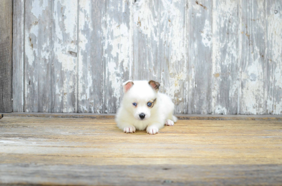 Best Pomsky Baby
