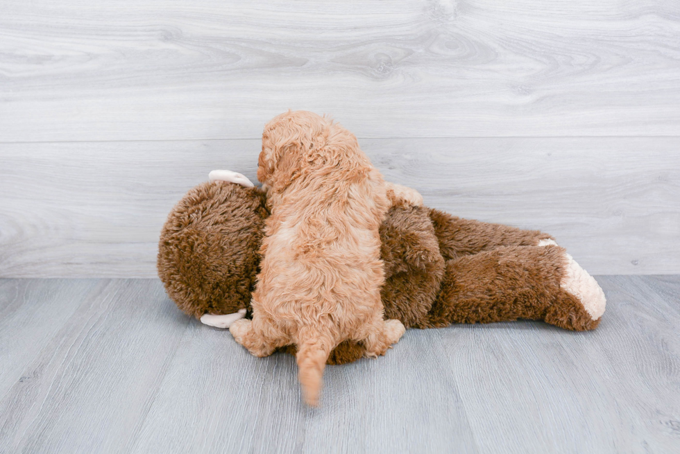 Smart Cavapoo Poodle Mix Pup