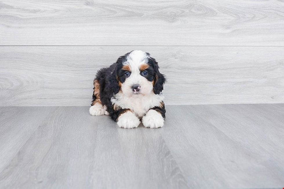 Adorable Bernadoodle Poodle Mix Puppy
