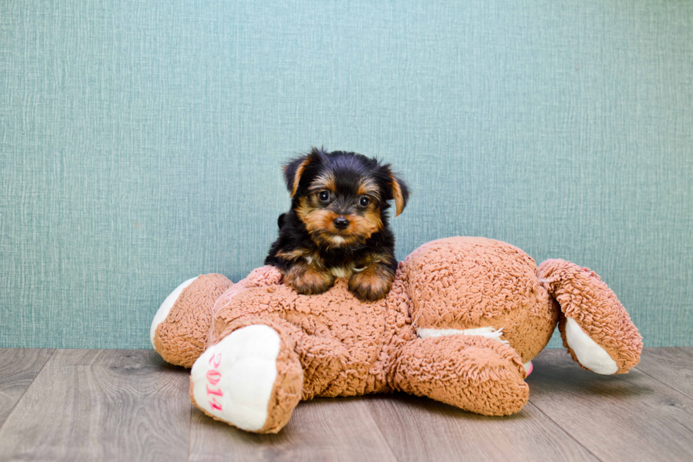 Meet Timmy - our Yorkshire Terrier Puppy Photo 