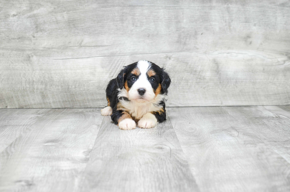 Mini Bernedoodle Pup Being Cute