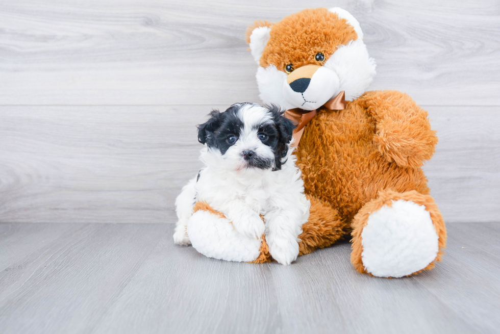 Sweet Teddy Bear Baby