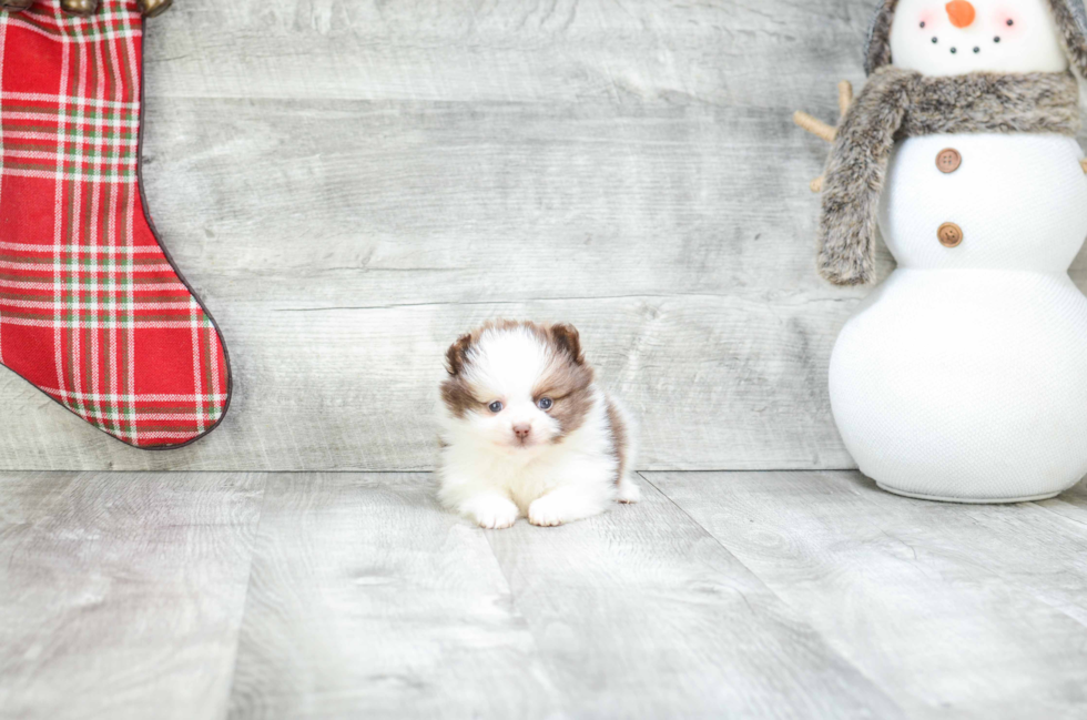 Best Pomeranian Baby