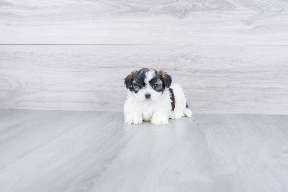 Best Teddy Bear Baby