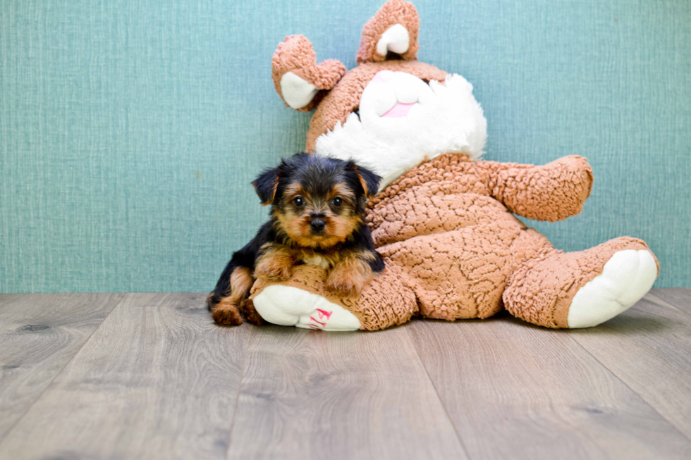 Meet  Joey - our Yorkshire Terrier Puppy Photo 