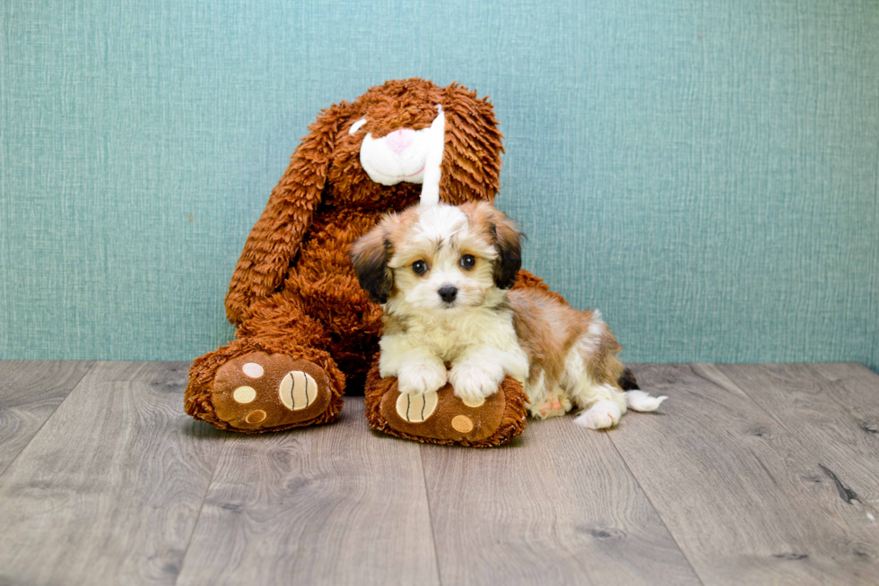 Best Cavachon Baby