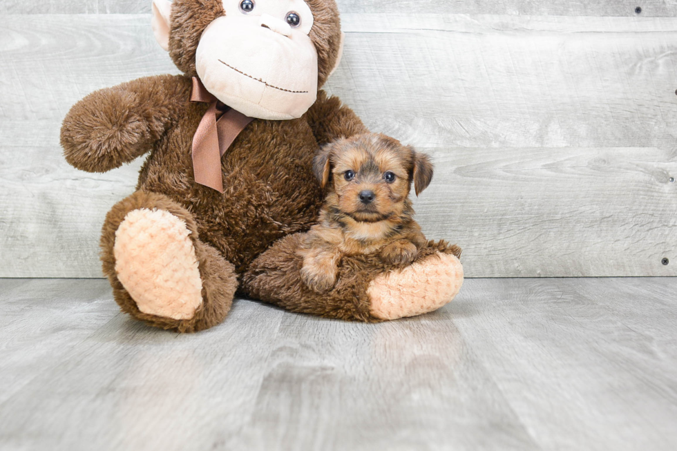 Fluffy Morkie Designer Pup