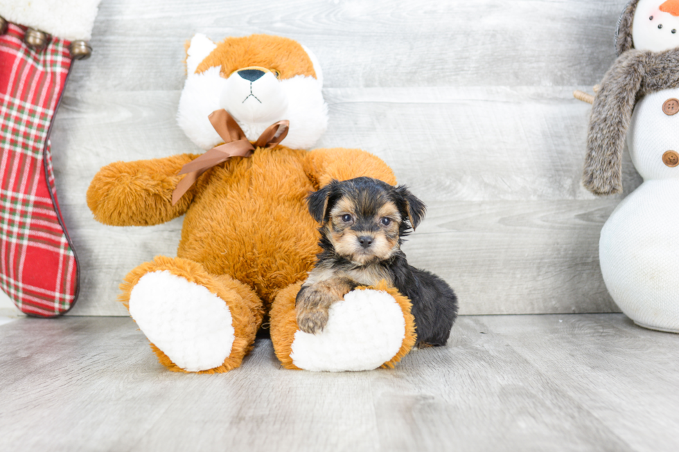 Morkie Puppy for Adoption