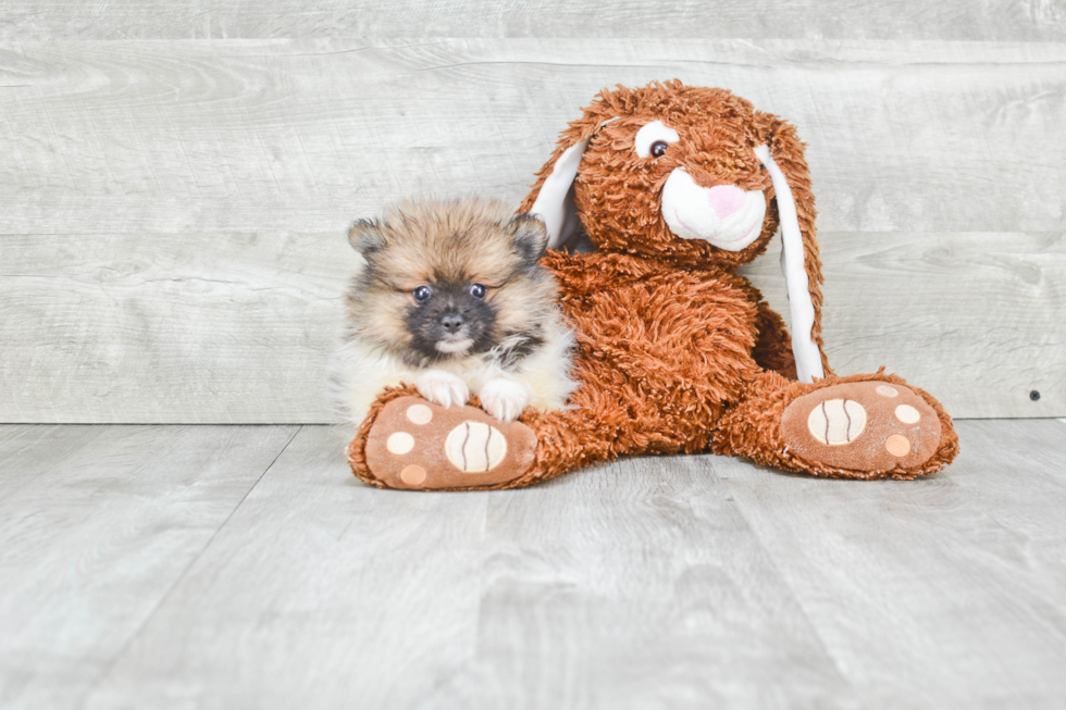 Akc Registered Pomeranian Baby