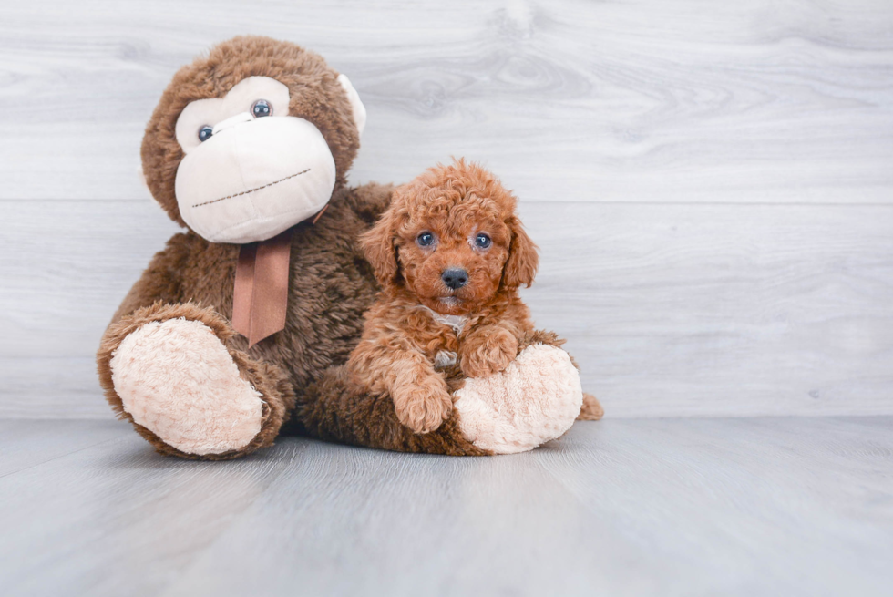 Cavapoo Pup Being Cute