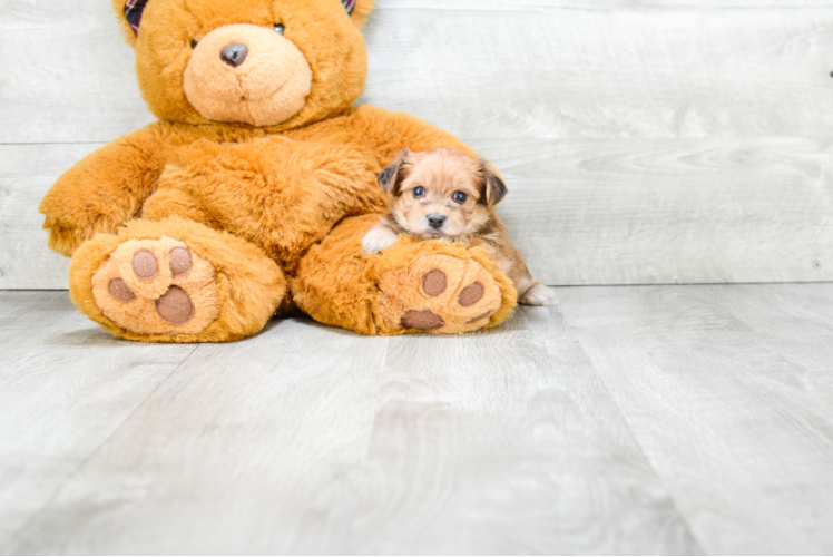 Morkie Pup Being Cute