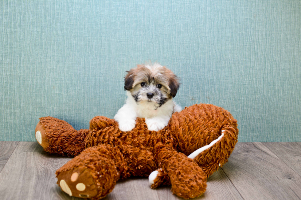 Havanese Puppy for Adoption