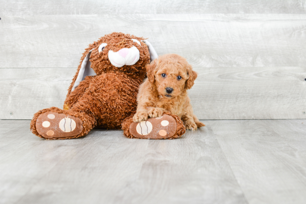 Hypoallergenic Golden Retriever Poodle Mix Puppy