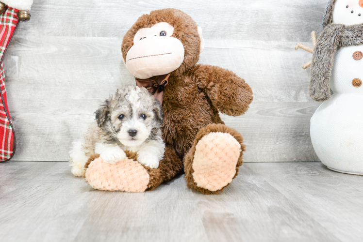 Best Havanese Baby