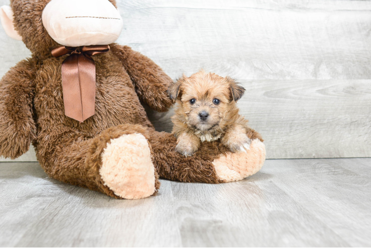 Morkie Pup Being Cute