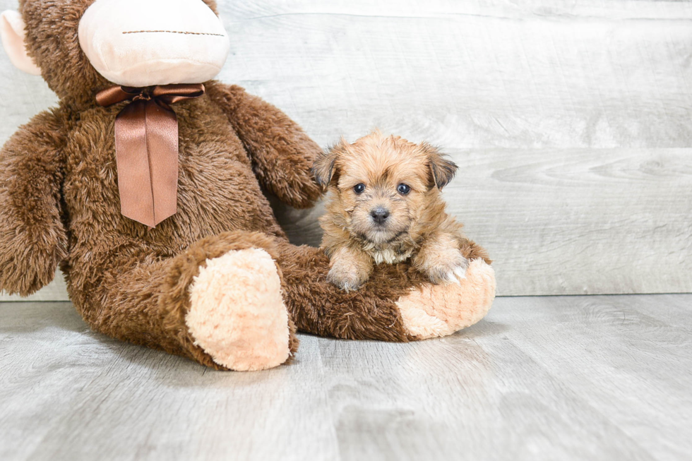 Morkie Pup Being Cute