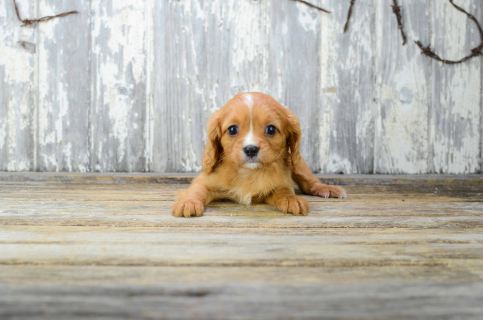 Cavalier King Charles Spaniel Pup Being Cute