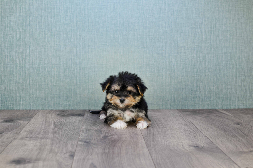 Morkie Puppy for Adoption