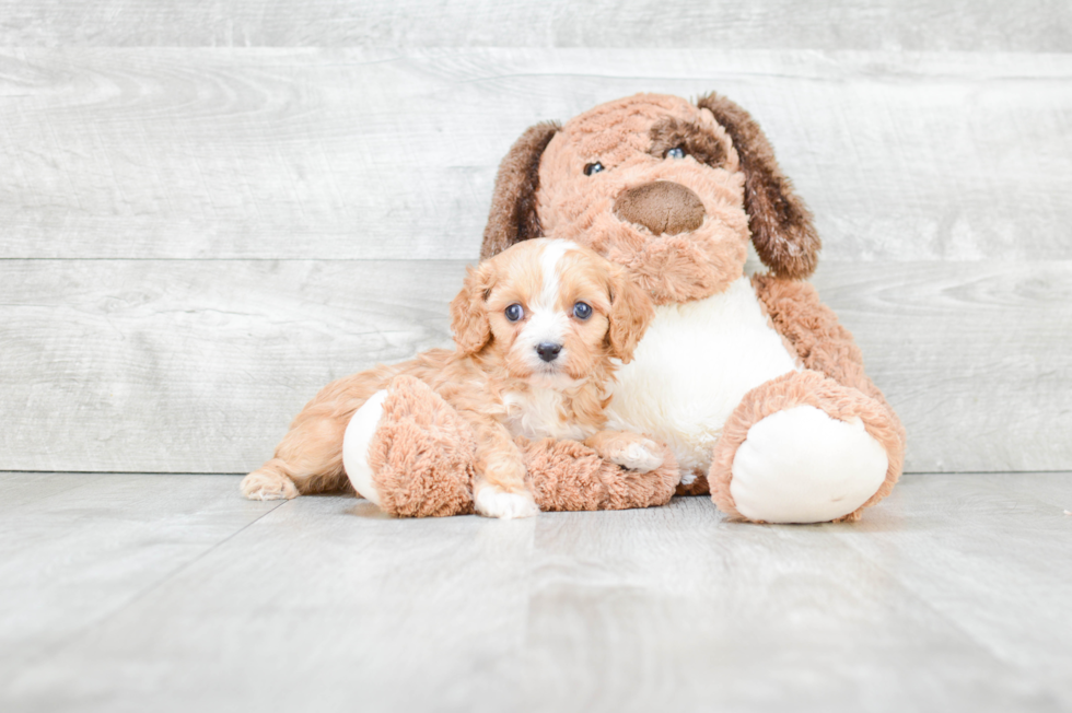 Cute Cavapoo Baby