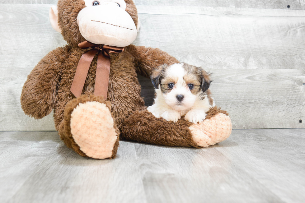 Adorable Shi Chon Designer Puppy
