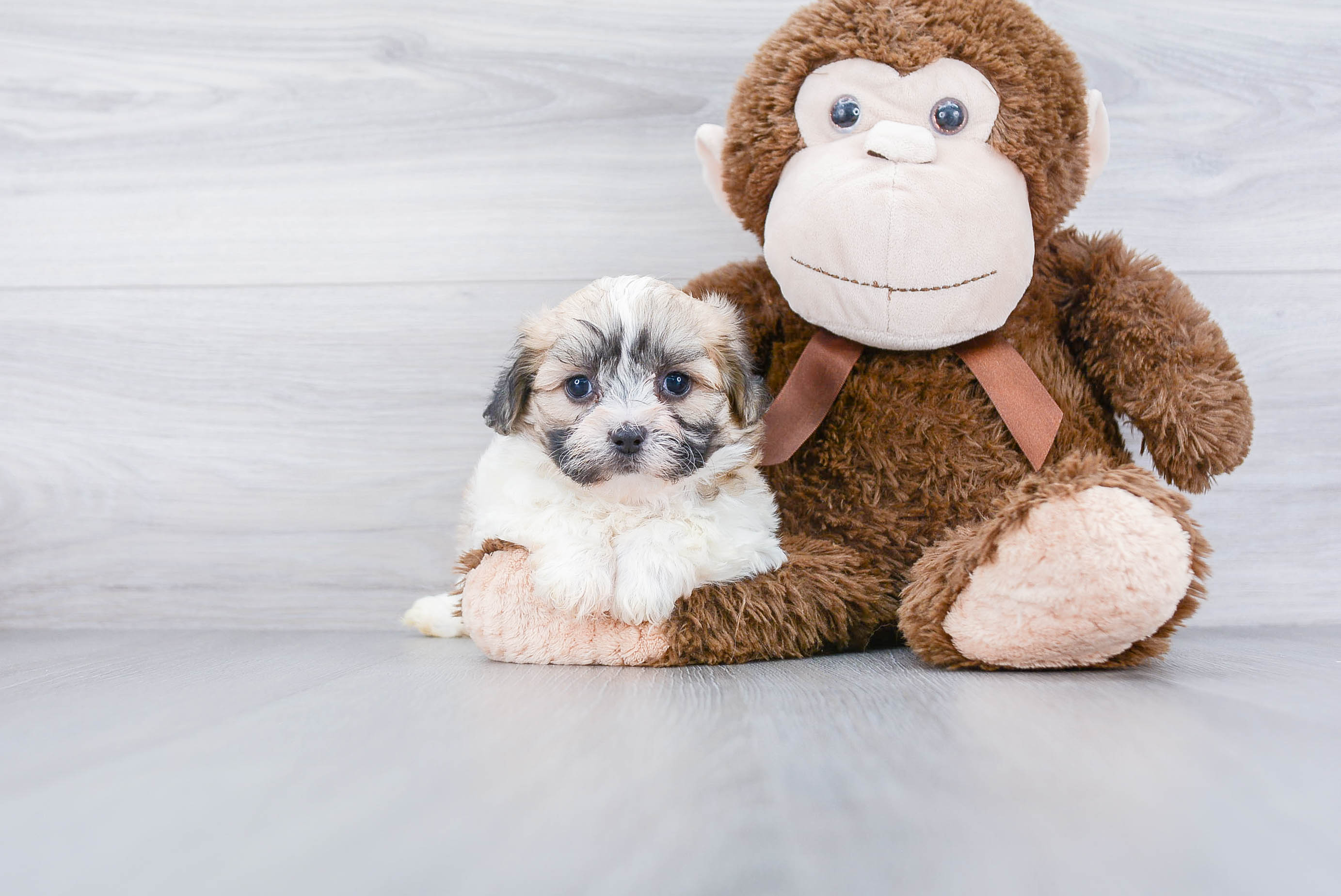 Teddy Bear Puppy for Adoption