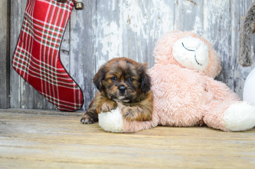 Adorable Shorkie Designer Puppy