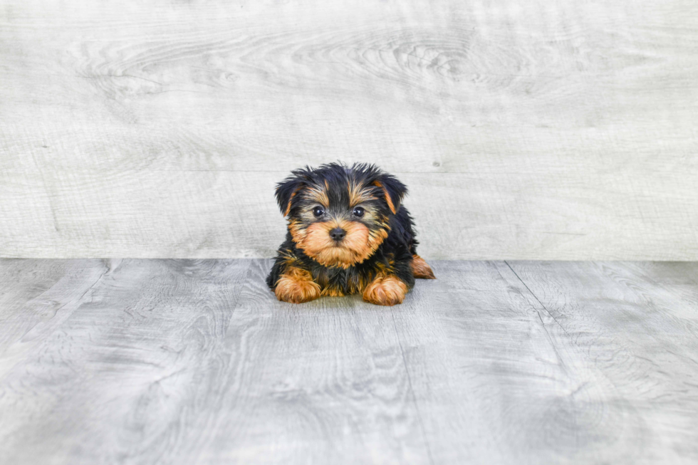 Meet Timmy - our Yorkshire Terrier Puppy Photo 