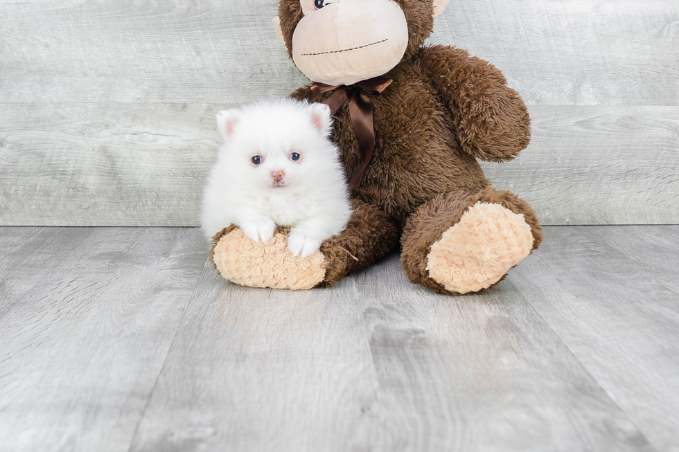 Happy Pomeranian Purebred Puppy