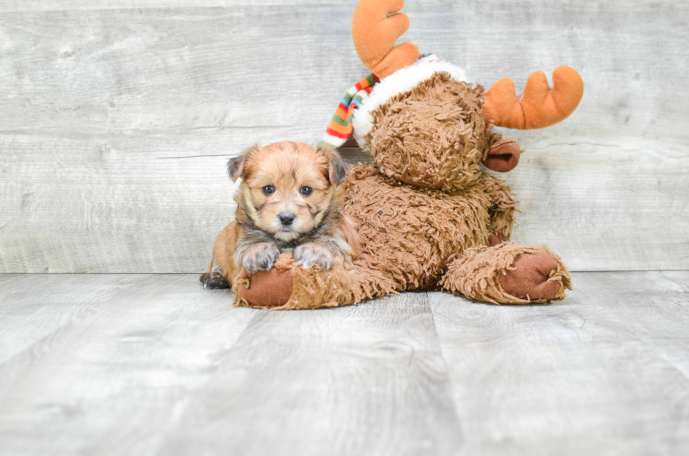 Petite Morkie Designer Pup