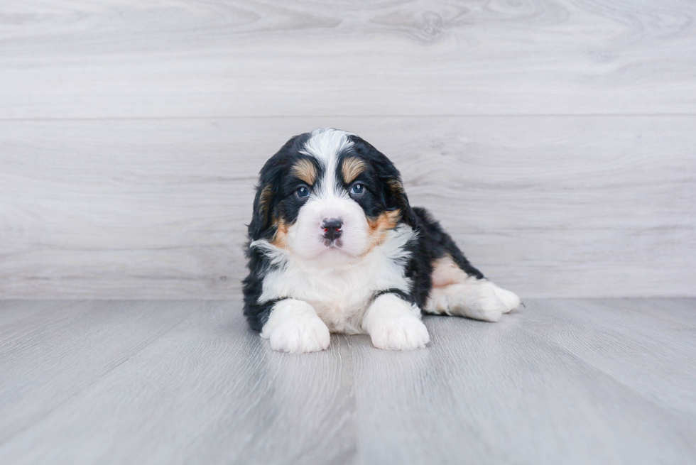 Cute Mini Bernedoodle Baby