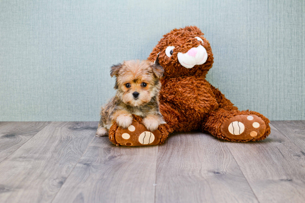 Happy Morkie Baby