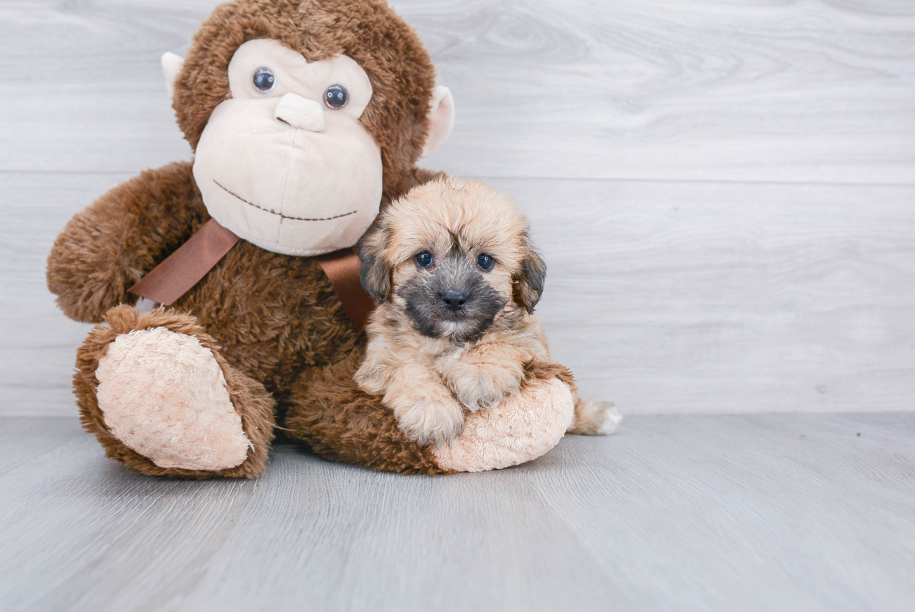 Playful Yorkie Designer Puppy