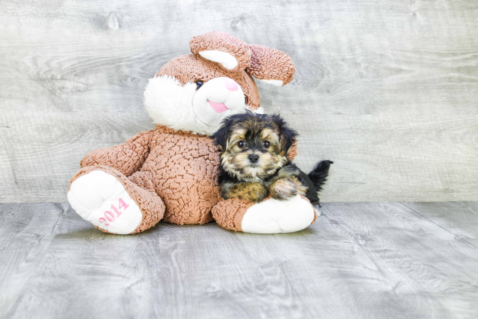 Playful Yorkie Designer Puppy