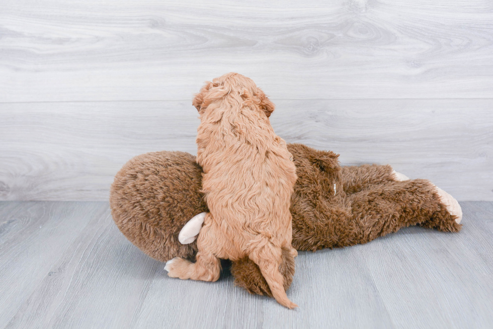 Funny Cavapoo Poodle Mix Pup