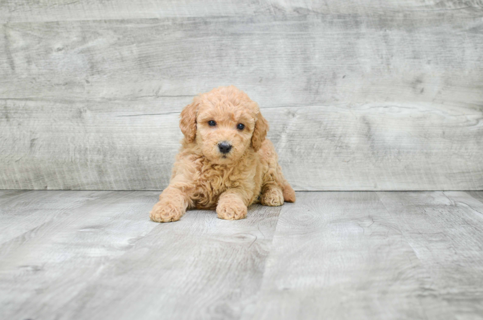 Funny Mini Goldendoodle Poodle Mix Pup