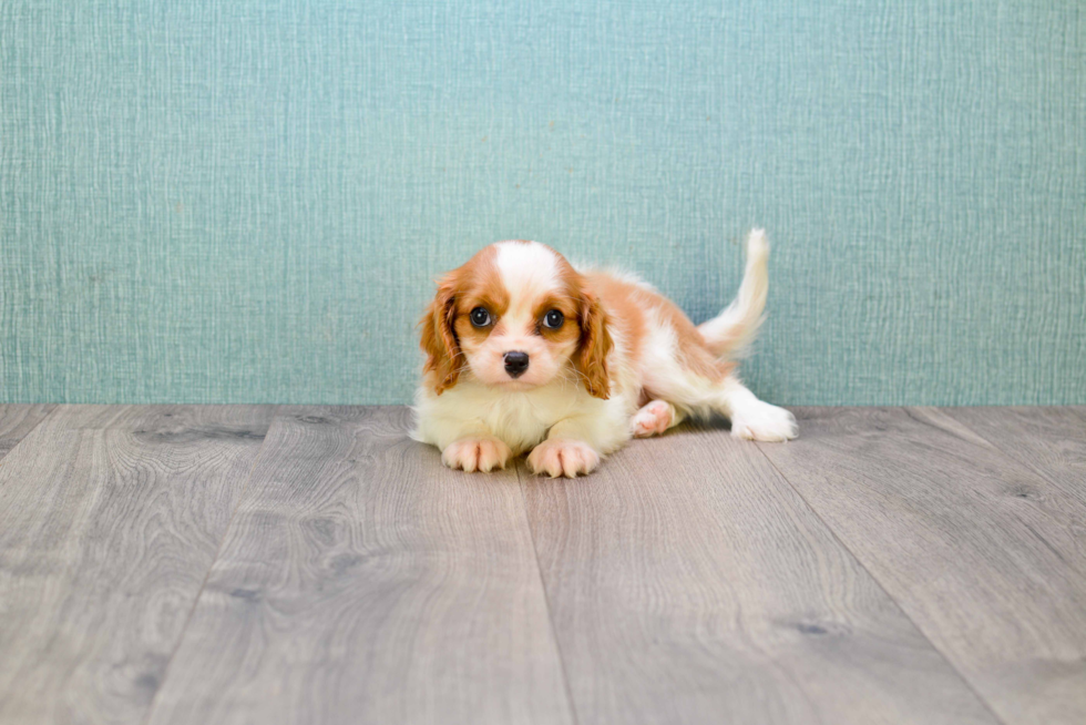 Adorable Cavalier King Charles Spaniel Purebred Puppy