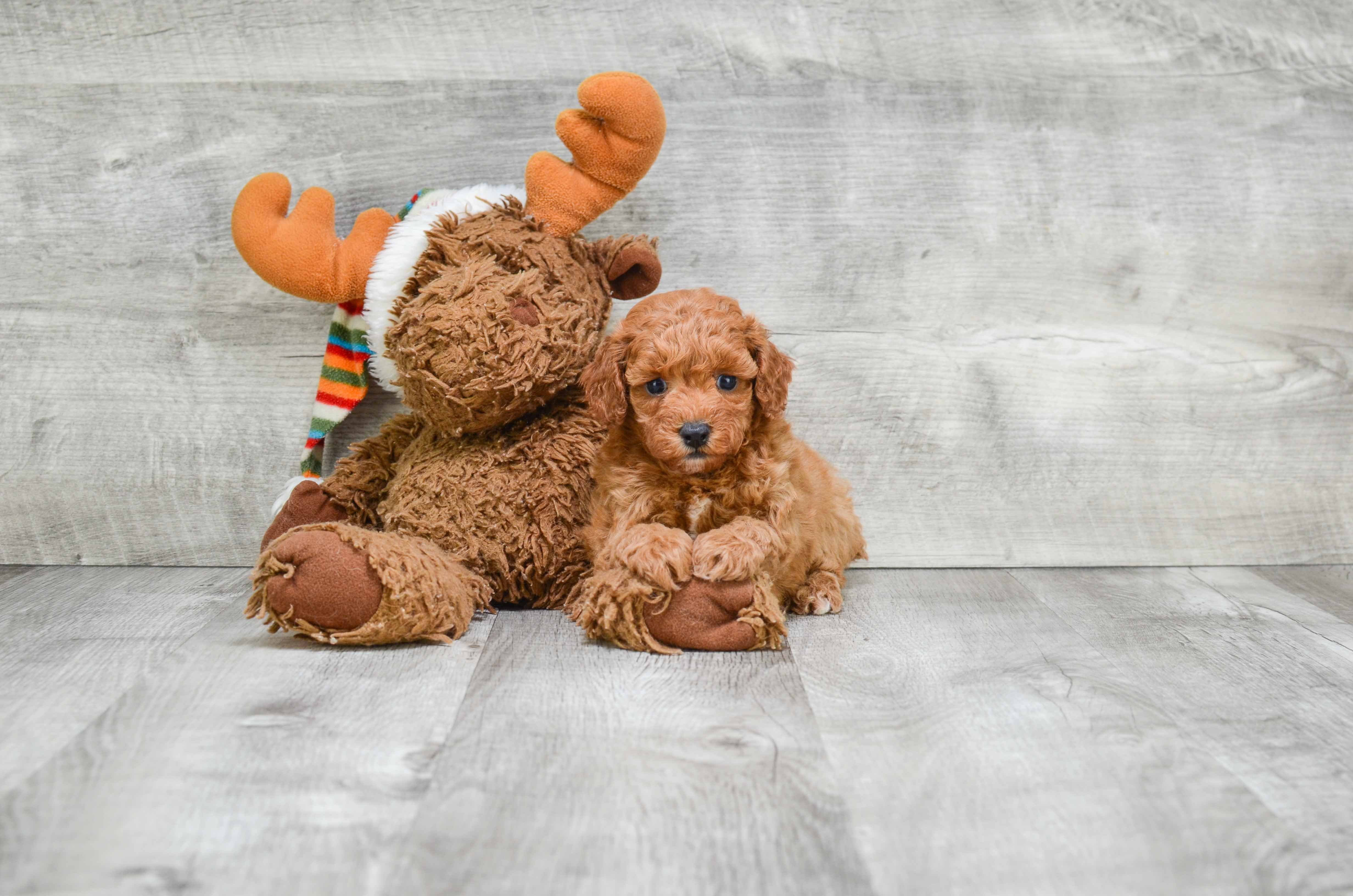 Best Cavapoo Baby