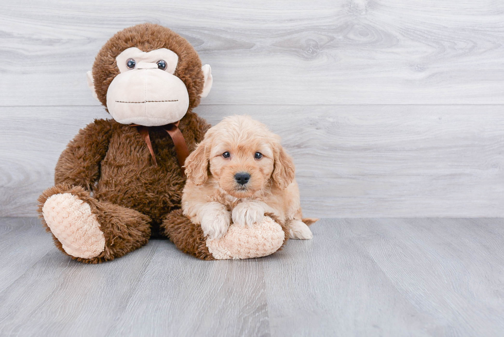 Petite Mini Goldendoodle Poodle Mix Pup