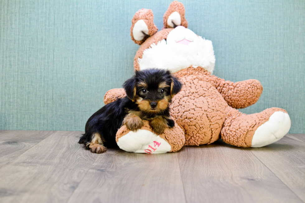 Meet Bella - our Yorkshire Terrier Puppy Photo 
