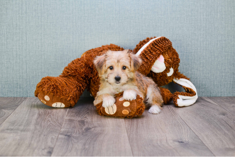 Popular Morkie Designer Pup