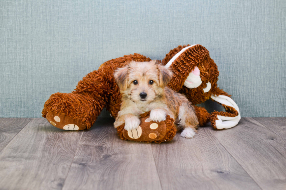 Popular Morkie Designer Pup