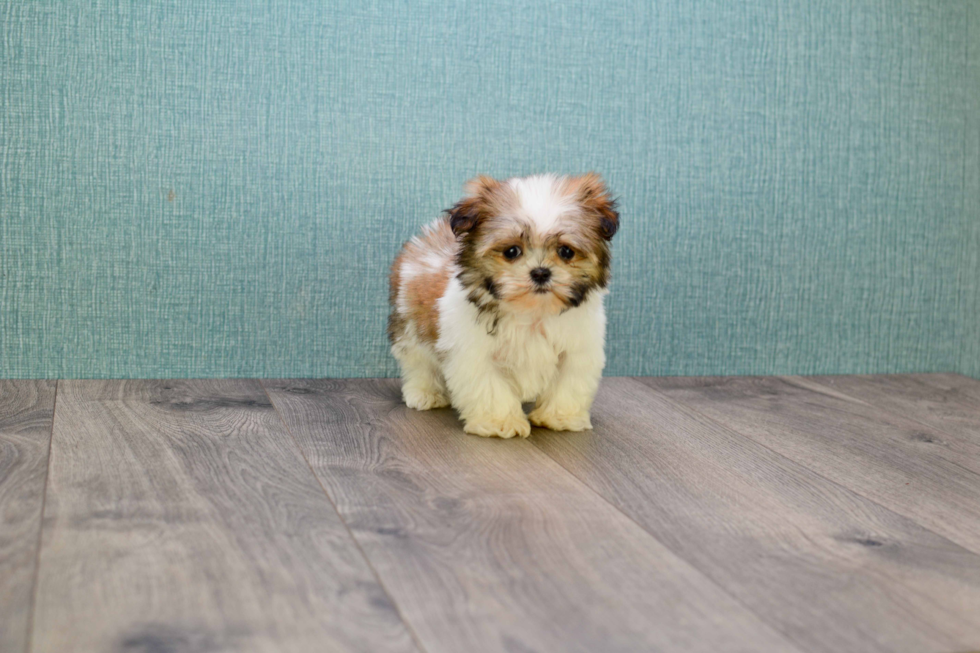 Small Teddy Bear Baby