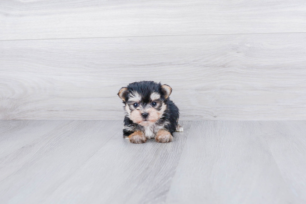 Morkie Puppy for Adoption