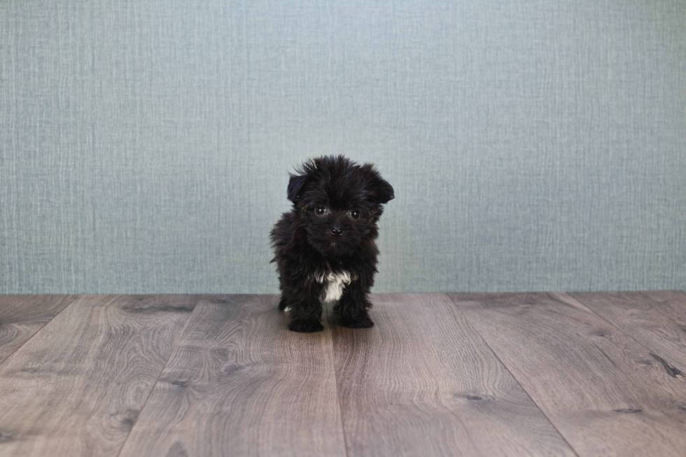 Friendly Morkie Baby